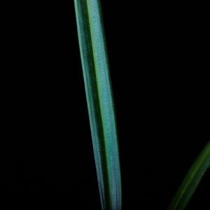 Mapania caudata[ ޥѥ˥ ] PN251014-02 