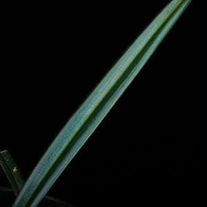 Mapania caudata��[ �ޥѥ˥����������� ]���� PN251014-03 ��