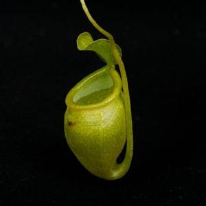 Nepenthes undulatifolia��[ �ͥڥ�ƥ�������ǥ��ƥ��ե��ꥢ ]���� PN251014-05 ��