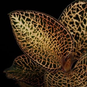 Anoectochilus roxburghii 'Gold VeinType'[ ͥȥ륹Х 