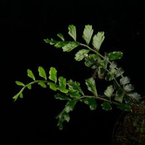 Lomagramma sp.��