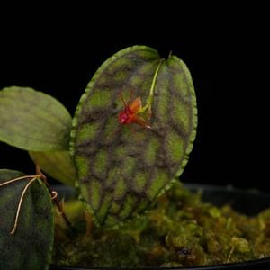 Lepanthes tentaculata��[ ��ѥ�ƥ����ƥ󥿥���顼�� ]���� PN251023-05 ��