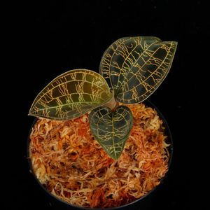 Macodes petola " BLACK " [ ޥǥڥȥ " ֥å " ] PN251107-05 