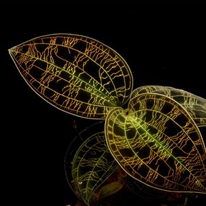 Macodes petola " BLACK " [ �ޥ��ǥ����ڥȥ� " �֥�å� " ]�� PN260218-10 ��