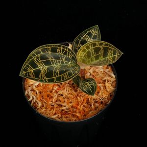 Macodes petola " BLACK " [ ޥǥڥȥ " ֥å " ] PN251107-06 