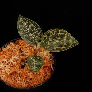 Macodes petola " BLACK " [ ޥǥڥȥ " ֥å " ] PN251107-07 