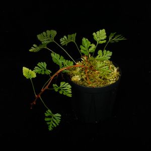 Humata pusilla / KSB [ եޥץ 