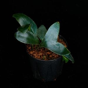 Microsorum siamensis��[ �ߥ�������ࡦ��������󥷥� ]�� PN260113-07 ��