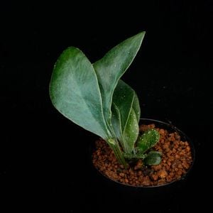 Microsorum siamensis[ ߥࡦ󥷥 ] PN251110-05 