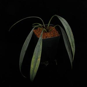 Josefia intricata[ 祻եȥꥫ ] PN251110-07 ۡ 2023ǯ˵ܤ줿°ηήϥȥ 