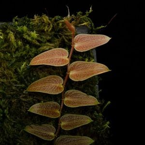 Pothos barberianus��[ �ݥȥ����С��٥ꥢ�ʥ� ]���� PN251117-01 ��