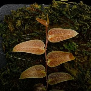 Pothos barberianus��[ �ݥȥ����С��٥ꥢ�ʥ� ]���� PN251117-02 ��