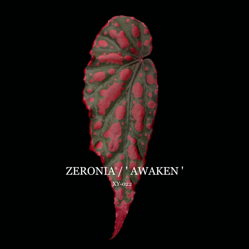Begonia cv. ZERONIA / ' AWAKEN ' [ XY-022 ] 【 ZERO PLANTS独自の