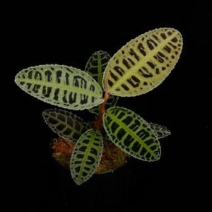 Emblemantha urnulata 