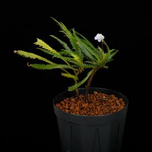 Codonoboea dentata ��[ ���ɥΥܥ������ǥ󥿡��� ]���� PN251119-02 ��