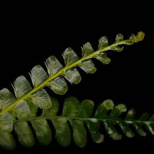 Cephalomanes javanicum��[ ���ե����ޥͥ�������Х˥��� ]���� PN251119-05 ��