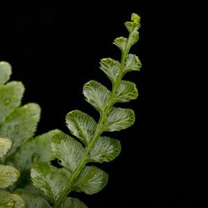 Cephalomanes javanicum��[ ���ե����ޥͥ�������Х˥��� ]���� PN260706-02 ��