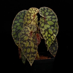 Begonia chlorosticta 
