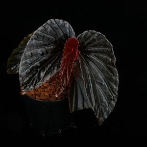 ベゴニア 通販 ZERO PLANTS