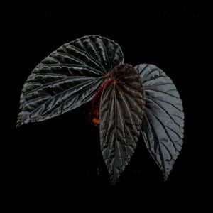 Begonia sp. " Black Blood " [ �٥��˥� sp. " �֥�å����֥�å� " ]���� PN261013-01 ��