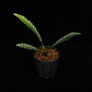 Blechnum obtusatum var. obtusatum��[ �֥쥯�ʥࡦ���֥ĥ����� var. ���֥ĥ����� ]���� PN260107-07 ��