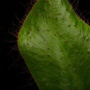 Elaphoglossum crinitum��[ ����ե������å��ࡦ����˥ĥ� ]���� PN251201-01 ��