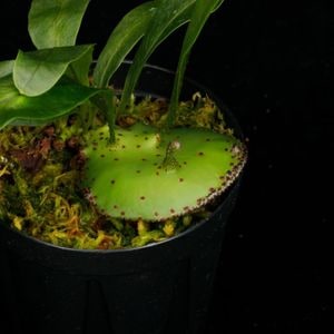 フルタドアsp.グリーンナロー 熱帯植物 アロイド　ジメジメ系植物 パルダリウム パルダリウム、テラリウムの植物