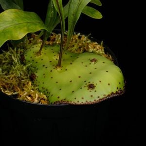 Lecanopteris mirabilis��[ �쥫�Υץƥꥹ���ߥ�ӥꥹ ]���� PN260203-04 ��