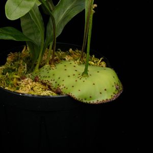 Lecanopteris mirabilis��[ �쥫�Υץƥꥹ���ߥ�ӥꥹ ]���� PN251201-04 ��