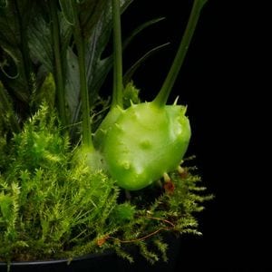 Lecanopteris darnaedii��[ �쥫�Υץƥꥹ�������ʥ��ǥ� ]���� PN251201-10 ��