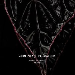 Begonia cv.  ZERONIA / ' PG-VADER ( PINK GOLD VADER ) '  [ XY-020 ]  �� 2026ǯ1����꡼�� / ZERO PLANTS�ȼ��Υ٥��˥������ʼ� ��