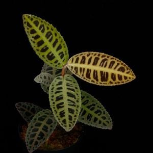 Emblemantha urnulata 