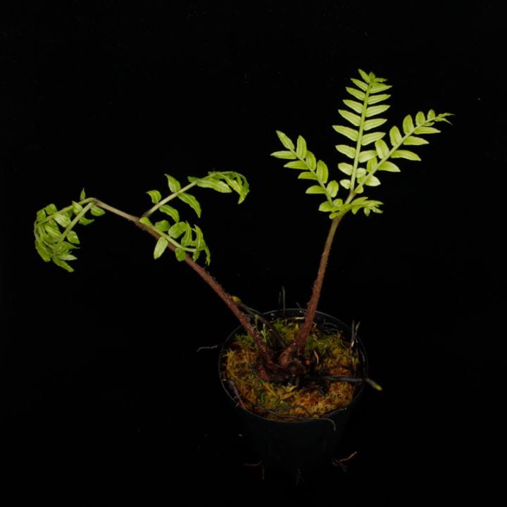 Ptisana squamosa ' Timika, Papua ' [ プティサナ・スクアモーサ