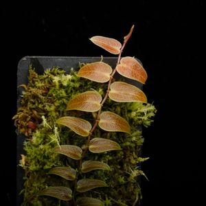 Pothos barberianus��[ �ݥȥ����С��٥ꥢ�ʥ� ]���� PN260113-04 ��