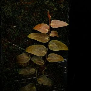 Pothos barberianus��[ �ݥȥ����С��٥ꥢ�ʥ� ]���� PN260411-08 ��