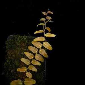 Pothos barberianus��[ �ݥȥ����С��٥ꥢ�ʥ� ]���� PN260113-05 ��