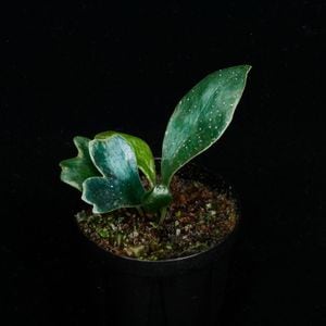 Microsorum siamensis��[ �ߥ�������ࡦ��������󥷥� ]�� PN260113-08 ��