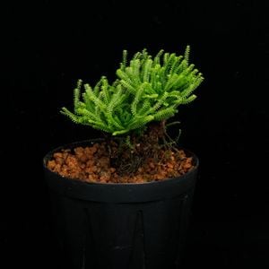 Selaginella pulvinata��[ ���饸�ͥ顦�ץ�ӥʡ��� ]���� PN260113-10 ��