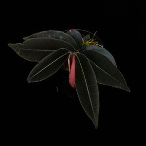 Marcgravia sp. 