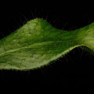 Elaphoglossum crinitum��[ ����ե������å��ࡦ����˥ĥ� ]���� PN260719-03 ��