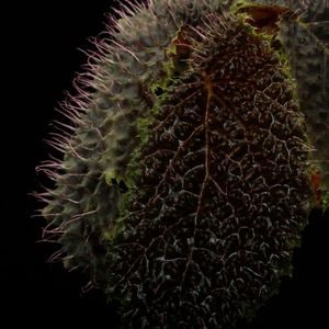 Begonia sp. " Timika, Papua "��[ �٥��˥� sp. " �ƥ��ߥ����ѥץ� " ]���� PN260218-03 ��