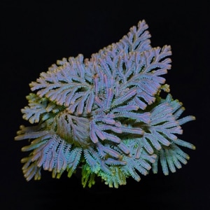 Selaginella siamensis��[ ���饸�ͥ顦��������󥷥� ]���� M������ �ۡ� PN260218-06 ��