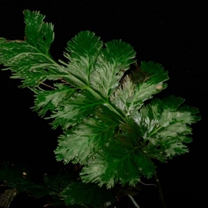 �� �ĸ���ȥꥳ�ޥͥ� ��Trichomanes elegans 