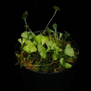 Elaphoglossum peltatum  [ ����ե������å��ࡦ�ڥ륿�ĥ� / ñ�ե����� ]���� PN260220-04 ��