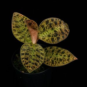 Macodes petola " BLACK TYPE " [ �ޥ��ǥ����ڥȥ� "�֥�å�������" ]���� PN260224-01 ��