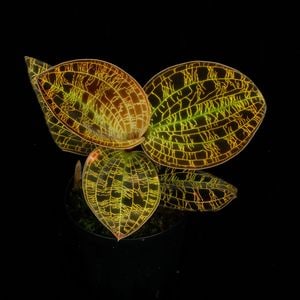 Macodes petola " BLACK TYPE " [ �ޥ��ǥ����ڥȥ� "�֥�å�������" ]���� PN260224-03 ��