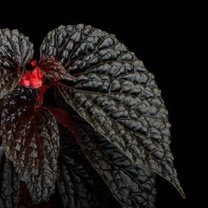 Begonia daunhitam [ �٥��˥���������ҥ��� ]���� 2020ǯ�˵��ܤ��줿�Ф���ο���٥��˥� ��1�ݥå�