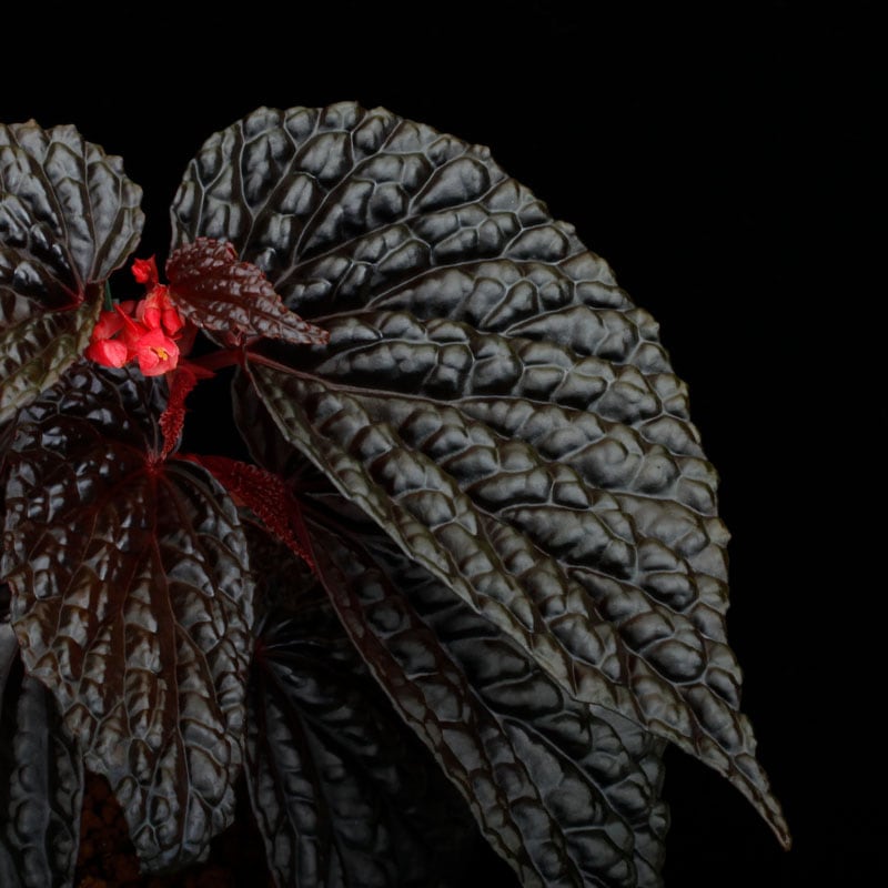 Begonia daunhitam [ ベゴニア・ダウンヒタム ] 【 2020年に記載され