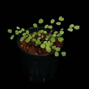 Adiantum mariesii��[ �������󥿥ࡦ�ޥꥨ���� ]��( L )���� PN260304-01 ��