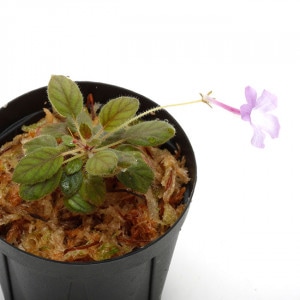 Sinningia pusilla��[ ����˥󥮥����ץ��� ]��( L������ )��1�ݥåȡ��� ���Ƹ�����Ķ�������勵�Х� ��